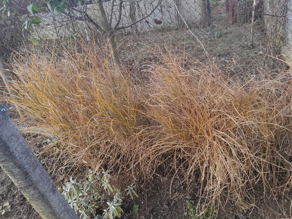 Iarba de pampas, anul 4-5