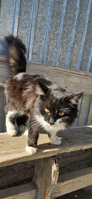 Отдам котят добрым людям