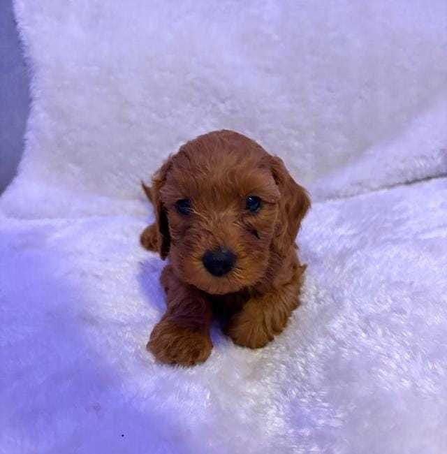 Căței adorabili de Cavapoo Fox Red