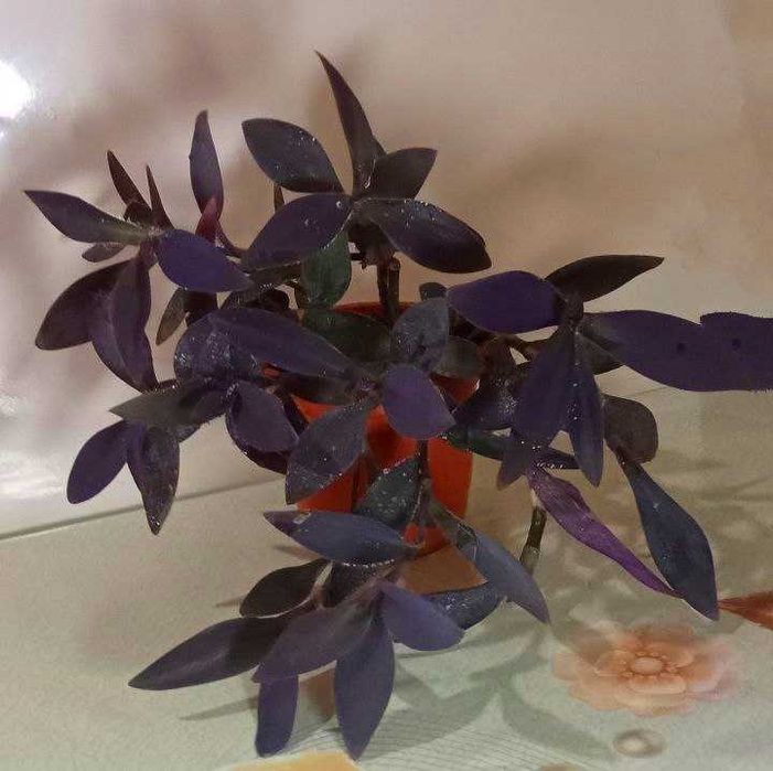 Продам. Сеткреазия пурпурная.