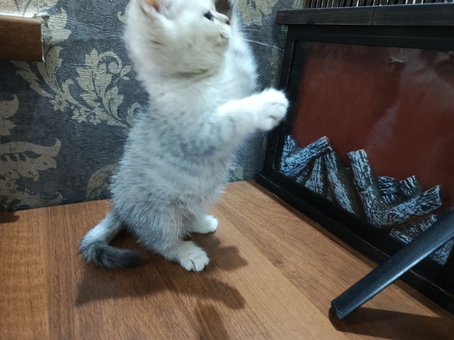 Sotiladi 2ta oʻgʻil bola