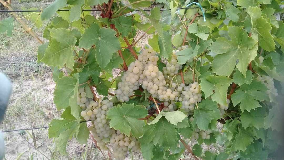 Struguri de vin diferite soiuri