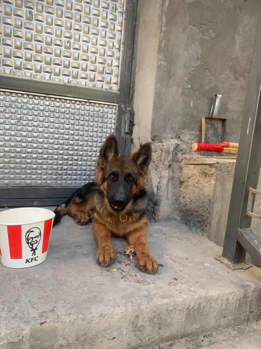 Немецкая овчарка чистокровная