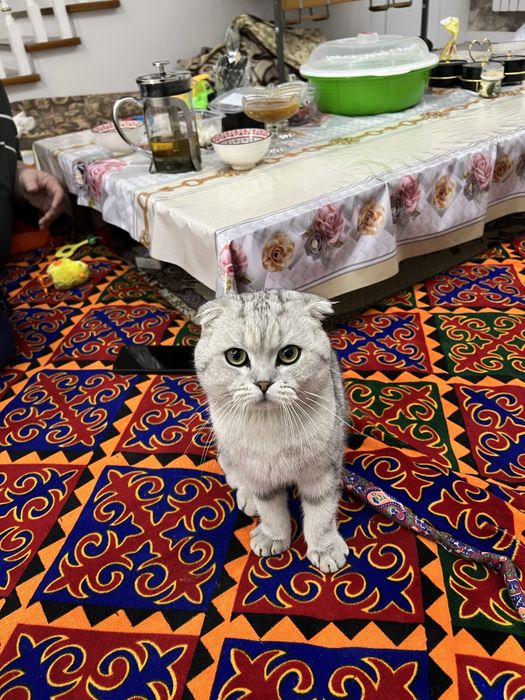 Мысык сатылады еркек срочно, таза уй мысыгы