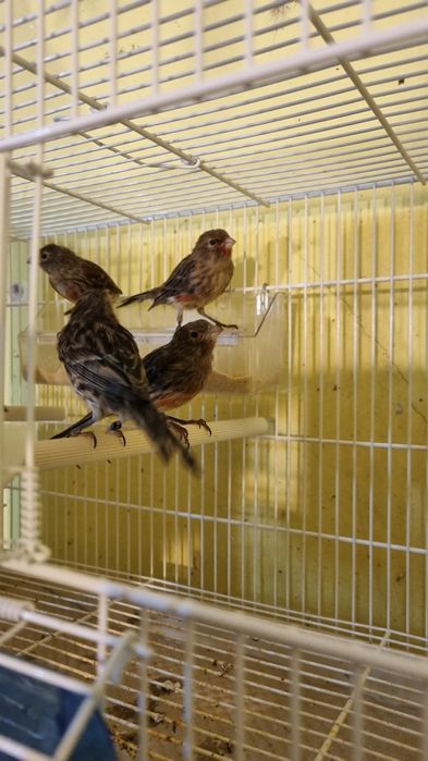 Canari timbrado floreado si alte specii