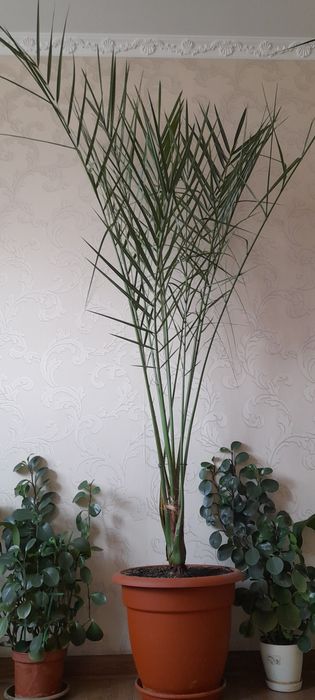 Финиковая Пальма 280см.