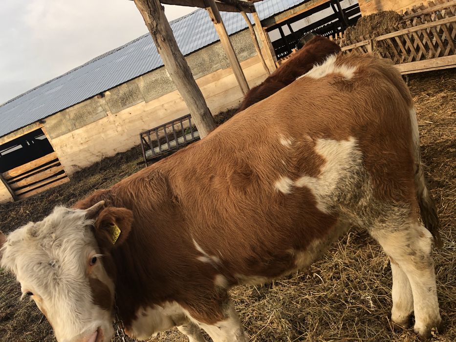 Vand taur carne baltata romnaneasca