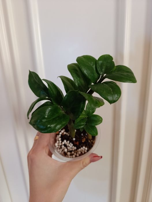 Замиокулькас Зензи