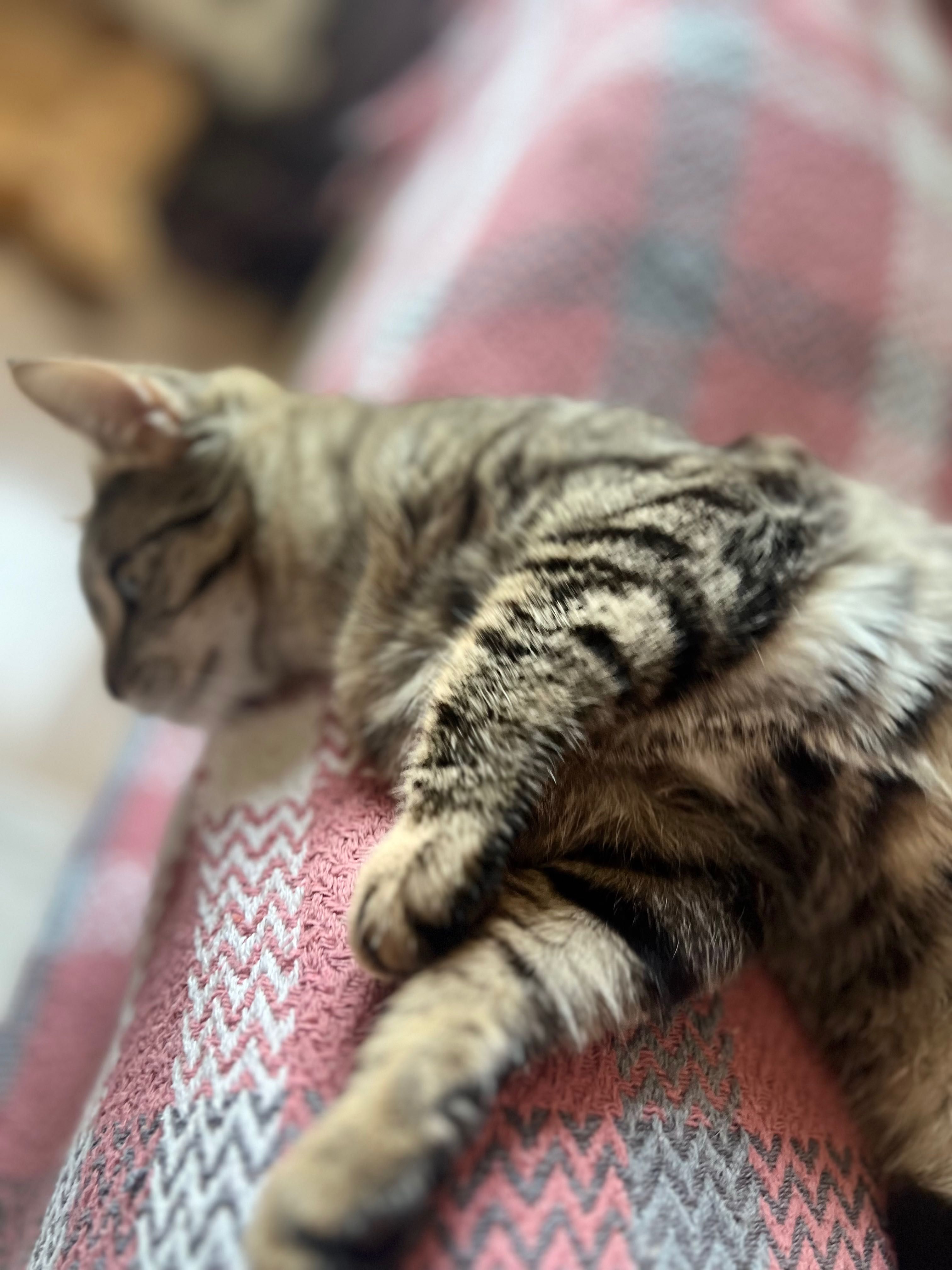 Котята ищут добрые руки.