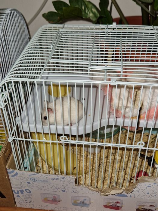 Hamsteri cu cusca