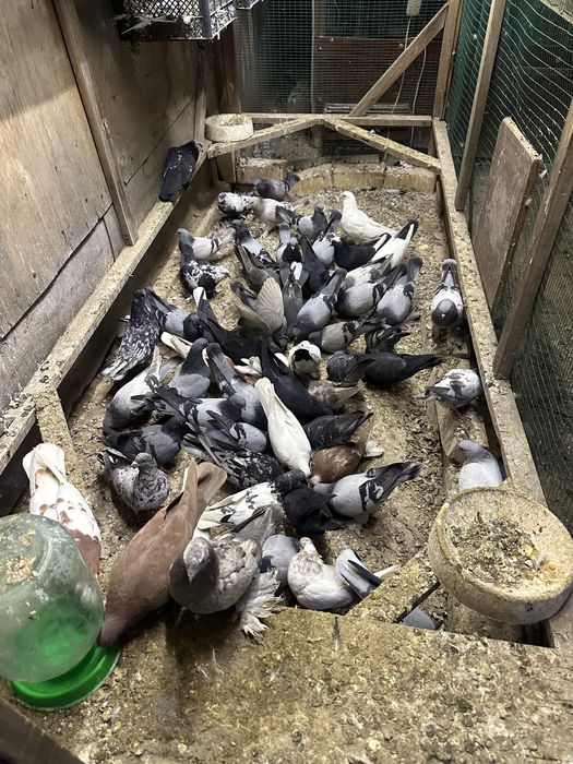 Kaptarla sotiladi optimga hammasi arzon narxlada