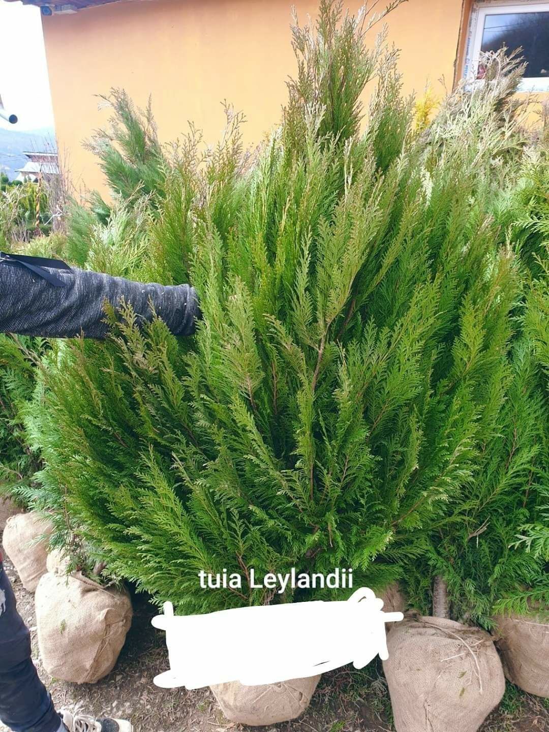 Plante ornamentale si rulou de gazon