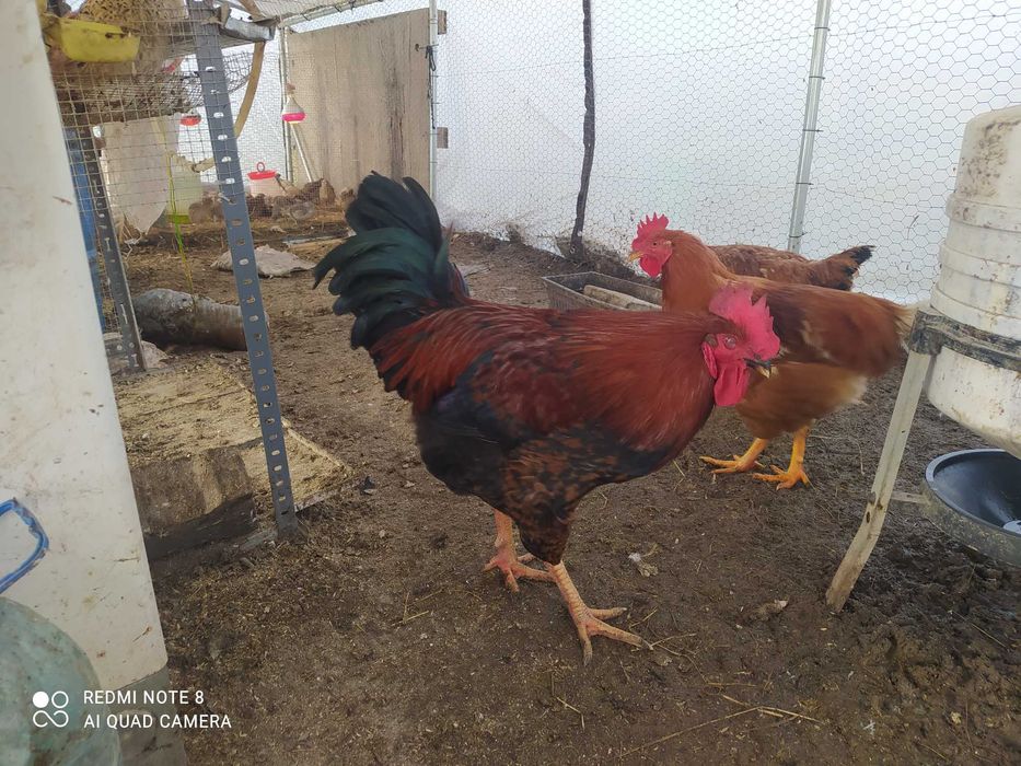 Cocosi de casa rase combinate