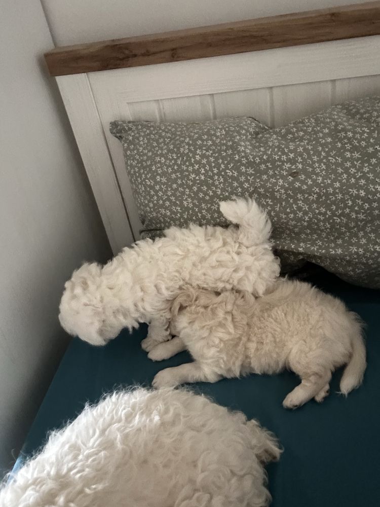 Bichon maltez mini mascul