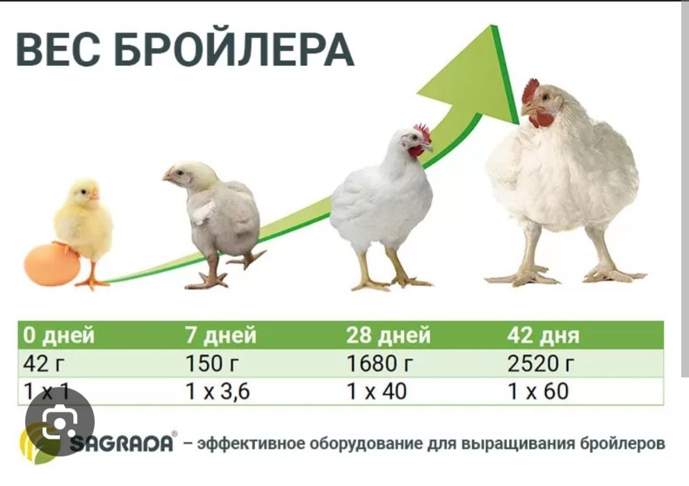 Курица бройлерные