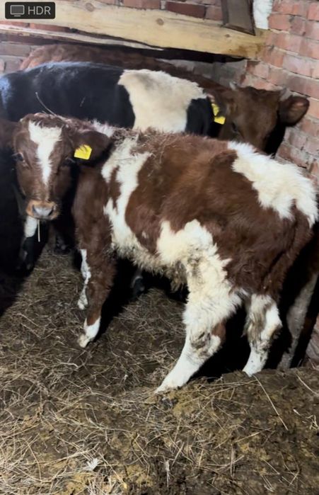 Бычек 4 месяца продам