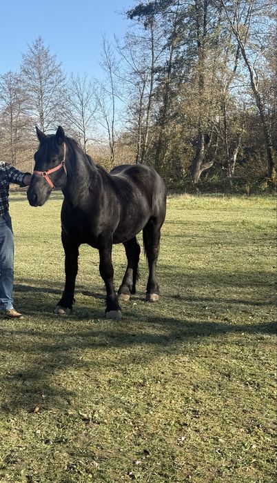 Vand  mânz  Greu  din parinti cu pedigree