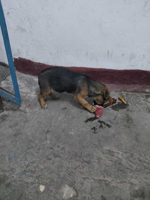 Собачка  ищет дом