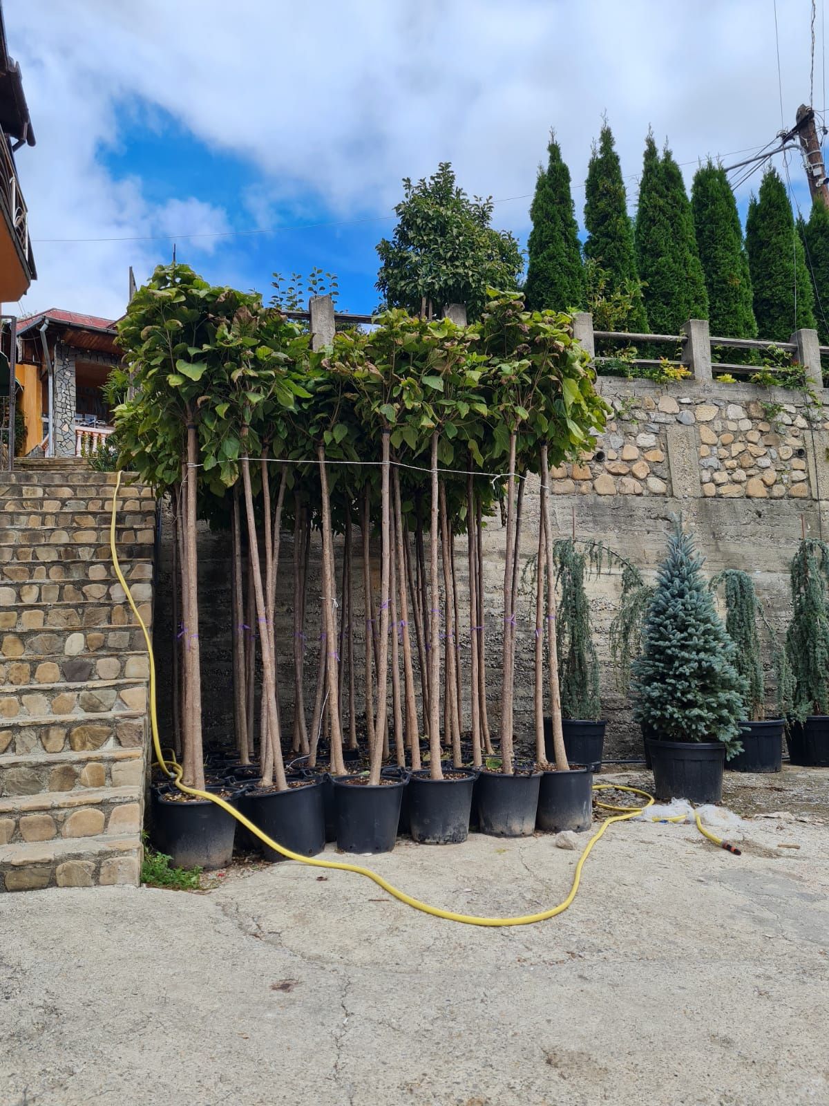 Copaci ornamentali mestecan tei platan etc.