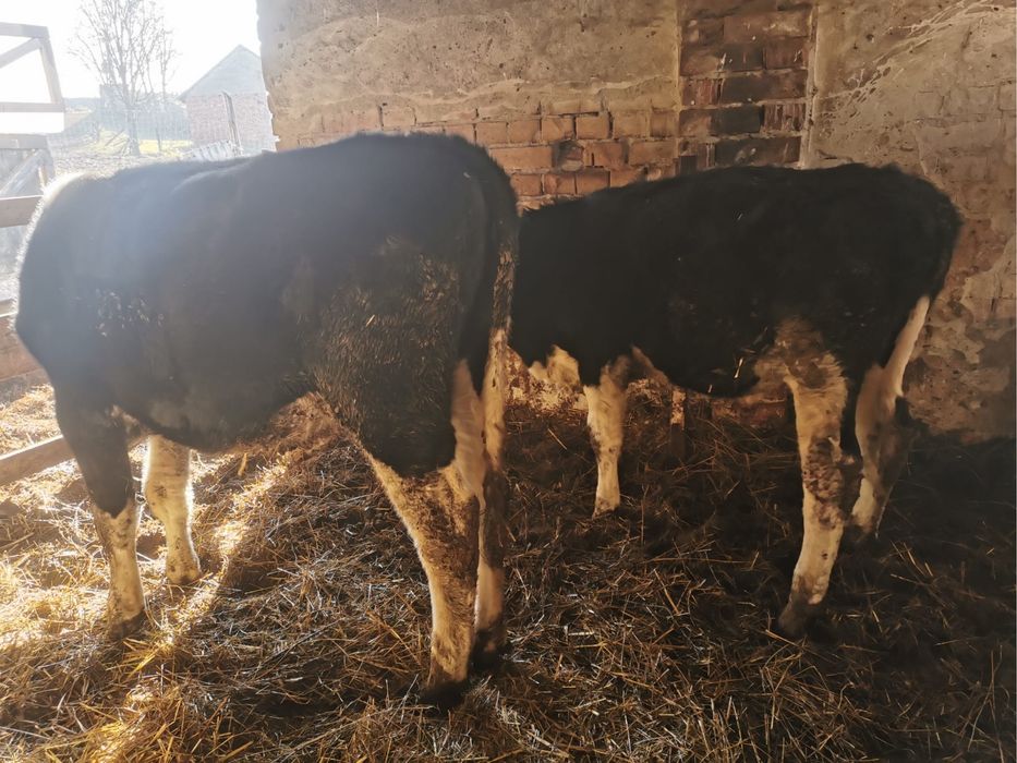 Vand 3 vitei , taurasi de 250kg