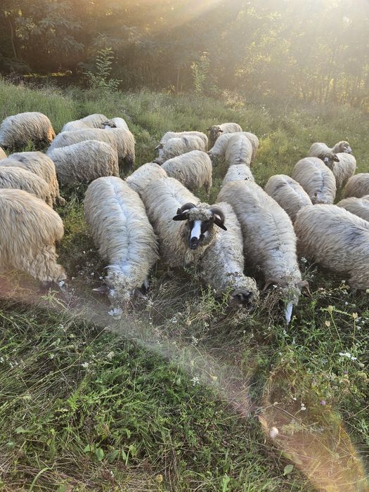 Vănd oi breze bune de lapte