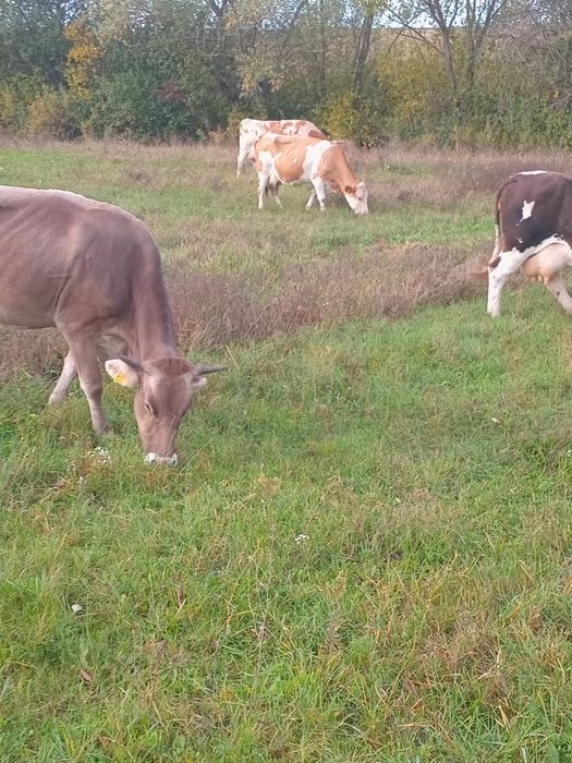 Vand lot de vaci  13 bucati