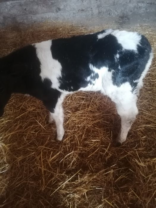 Vând vițele albastru