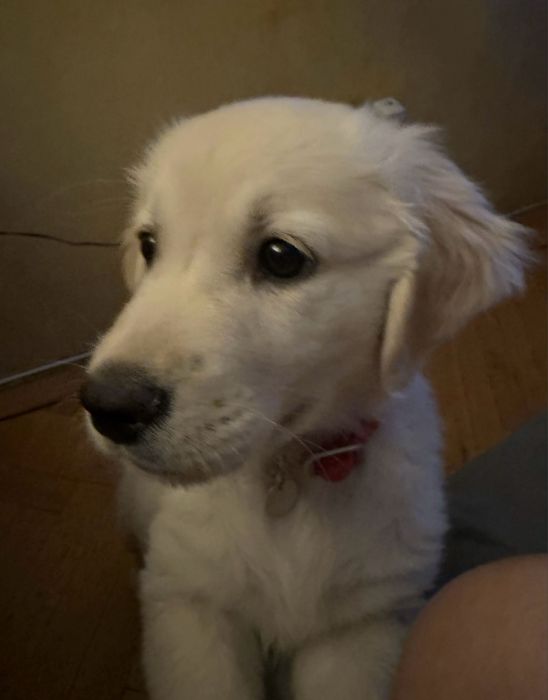 Golden Retriever fetita