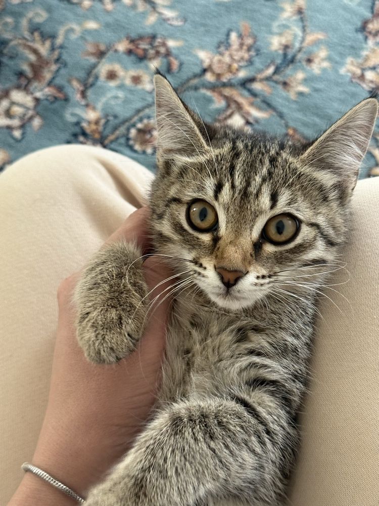 Отдам котят в добрые руки