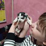Открыта бронь на щенков хаски