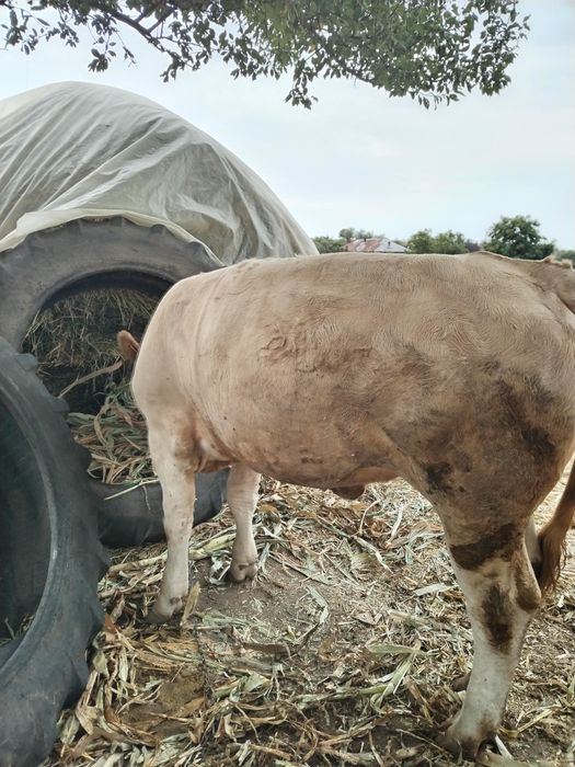 De Vânzare vițel de carne