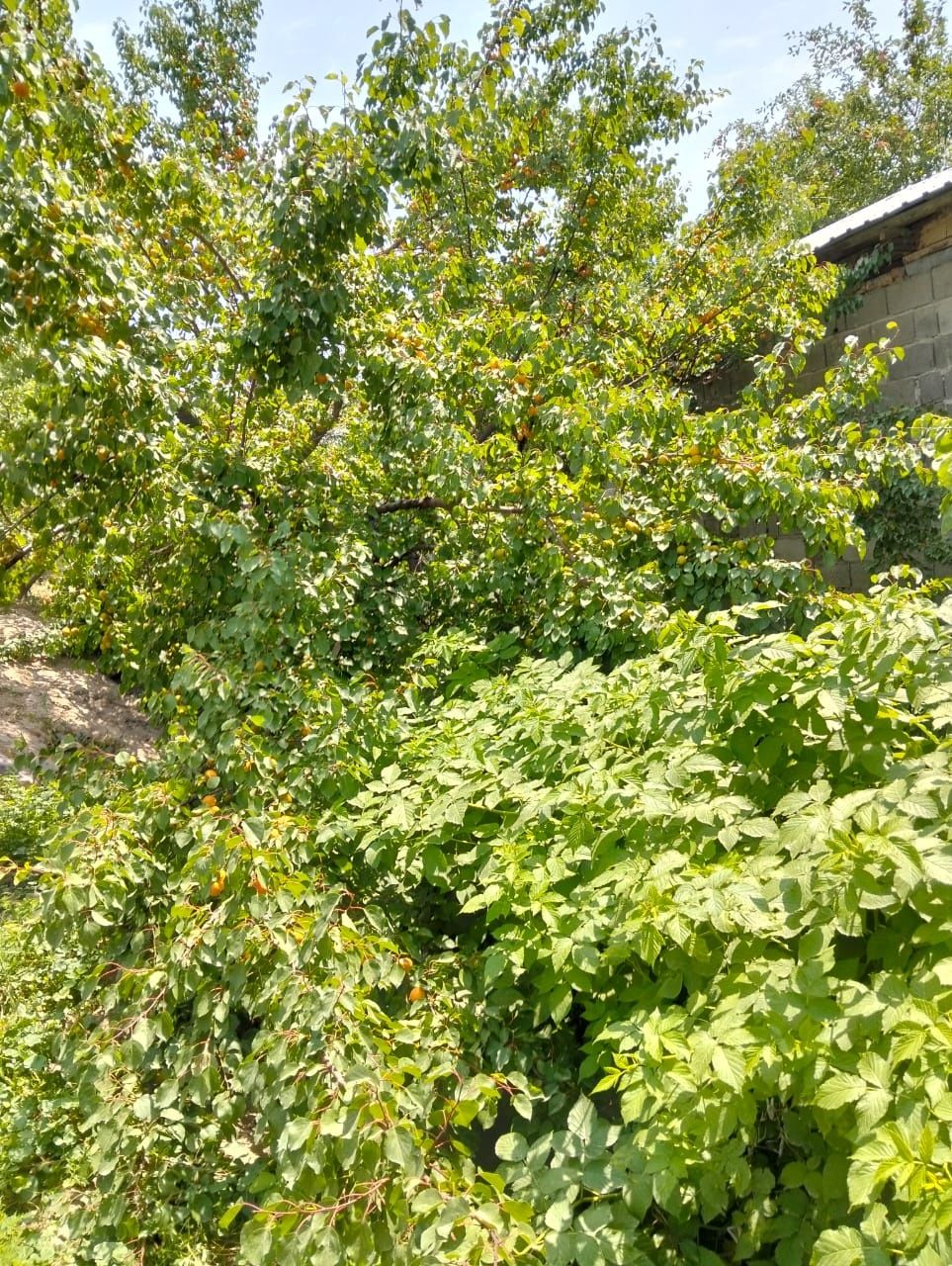 Абрикосы,Apricot