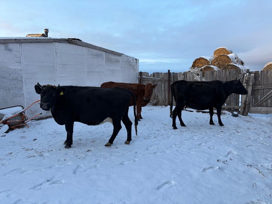 Продаётся молочные коровы 6 голов и 2 телочки