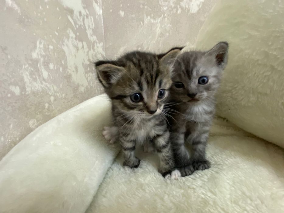 Отдам даром котят