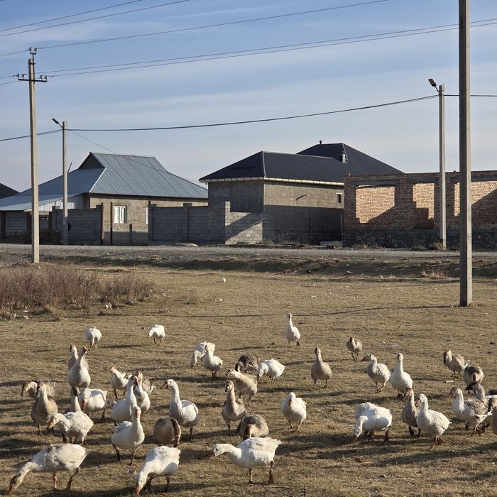 Продам домашние гуси оптом