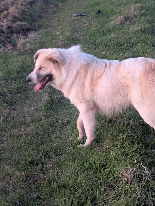 Идеално куче пазач за дома или за ферма