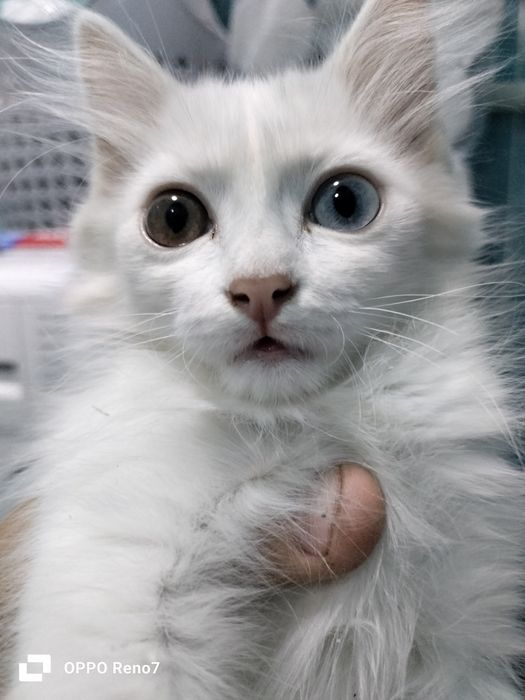 Бесплатно отдам котёнка здоровый
