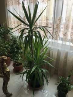 Yucca, lamai, leandru