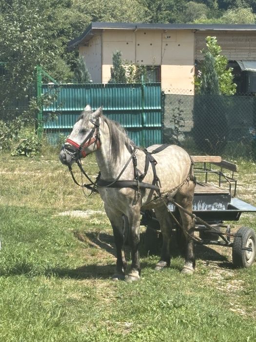 Închiriez cabana ( ciubar optional] ptr evenimente.