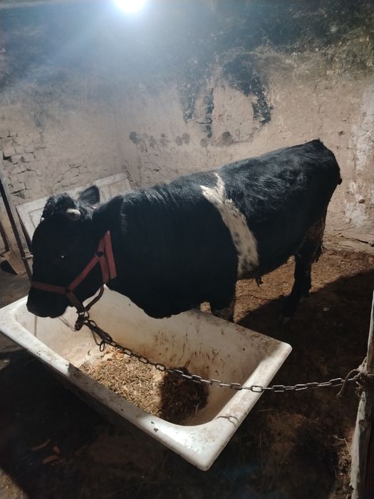 1 yoshar yeb ichshi zo'r