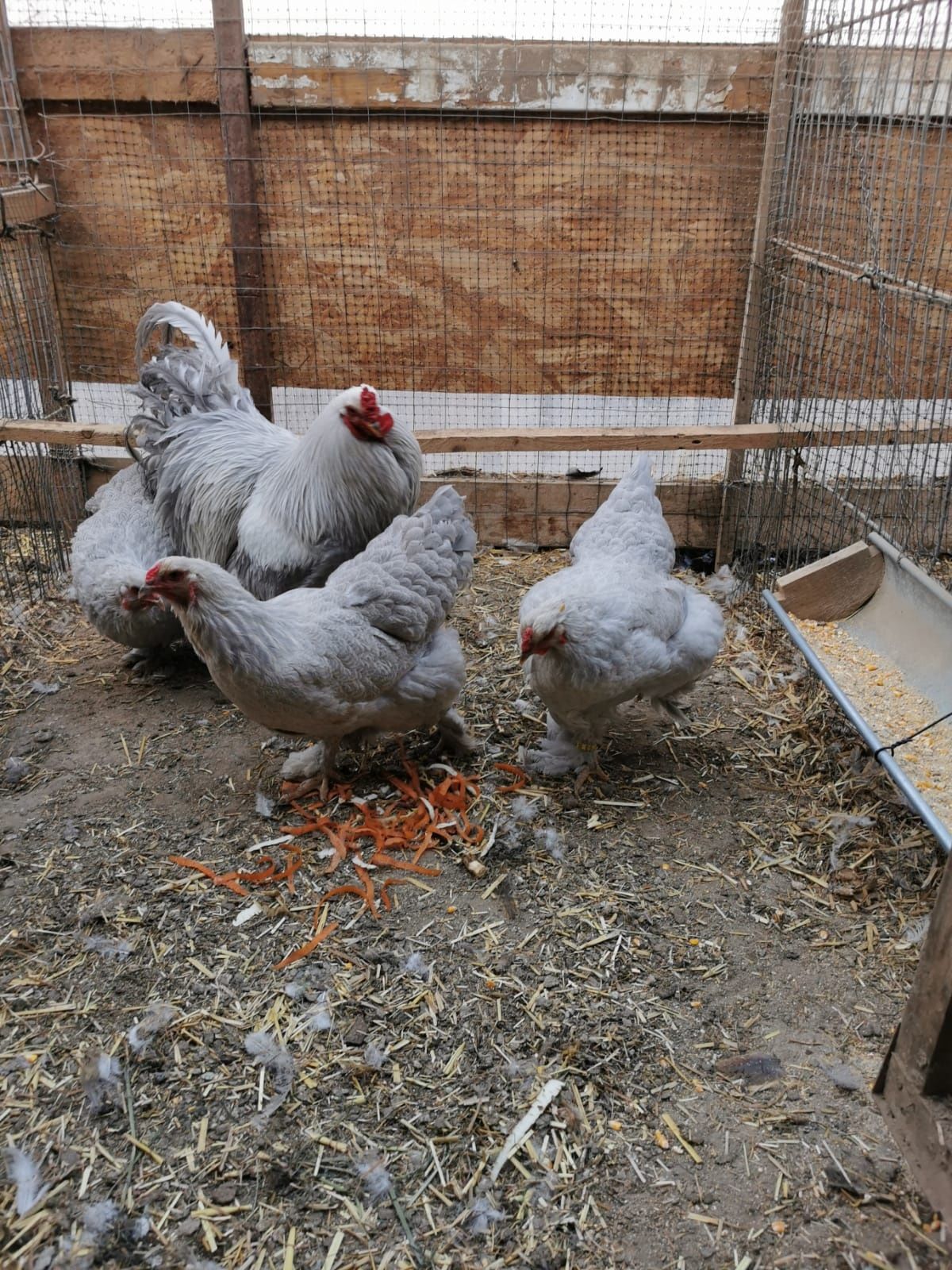 Vând familie brahma izabel