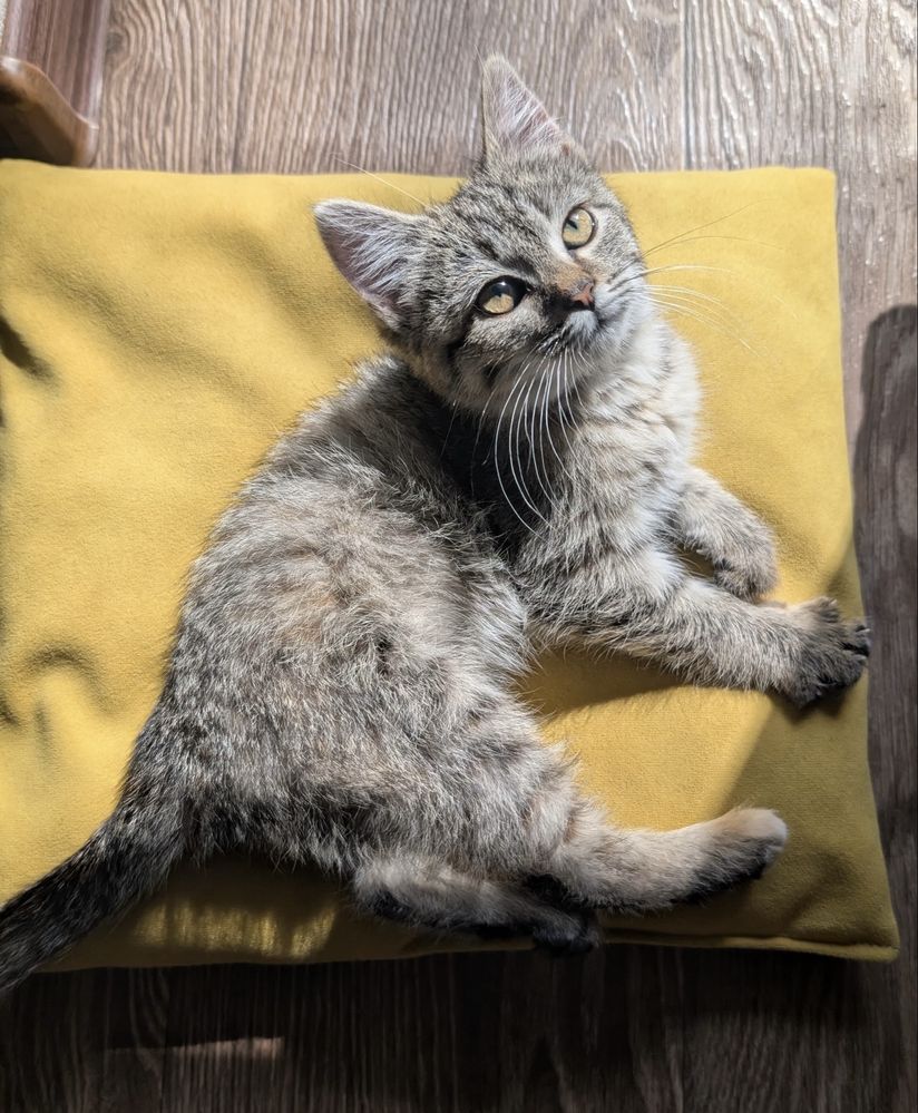 Кошечка ищет дом