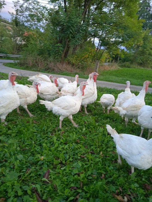 Curcani albi de carne