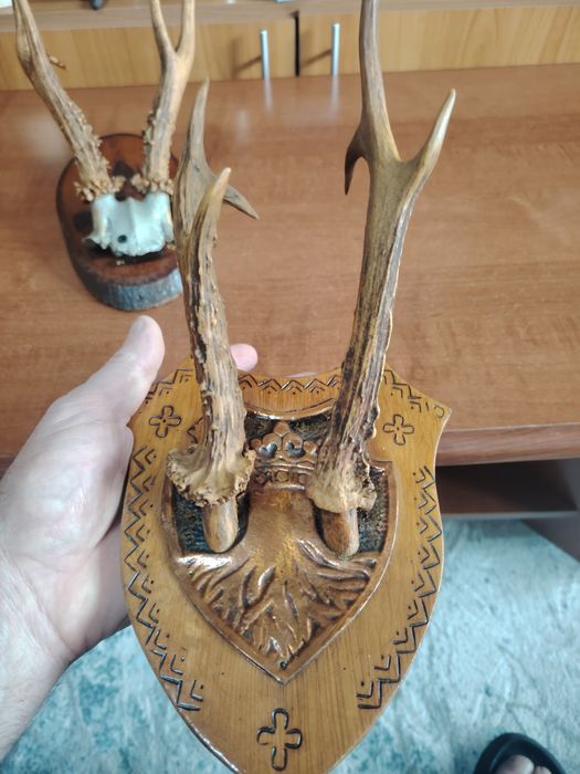 Vînd 3 trofe căprior 100 lei bucata!