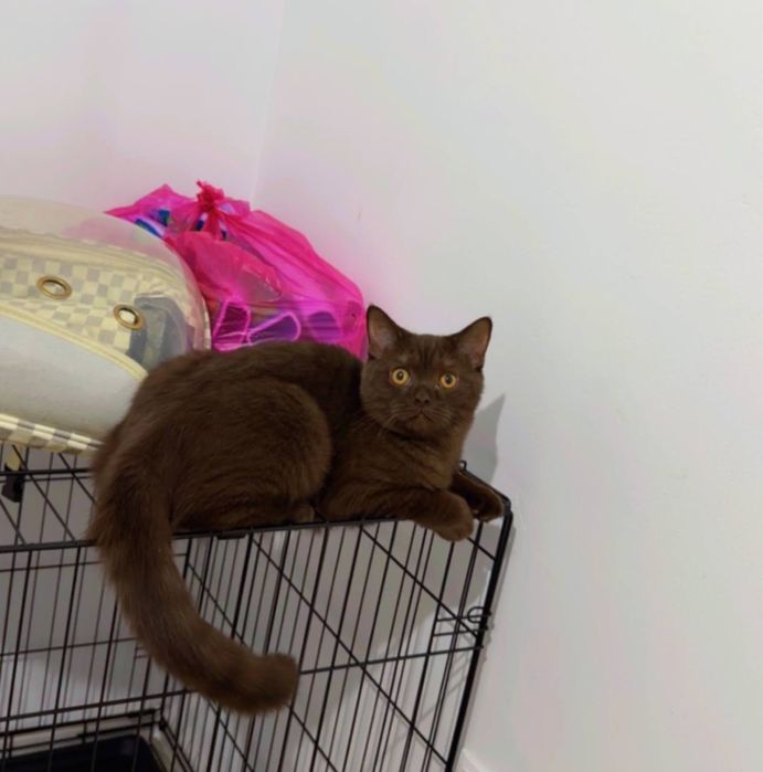 Мушук зотли котики