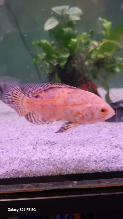 Pui Oskar Gold Albino