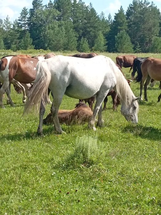 Продам жеребую кобылу.
