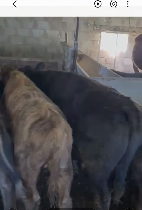 Бычоктар сатылады