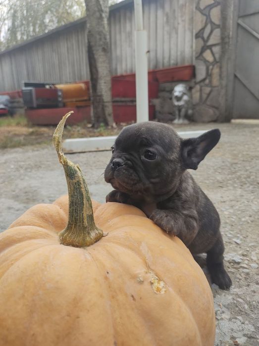 Френски булдог french bulldog