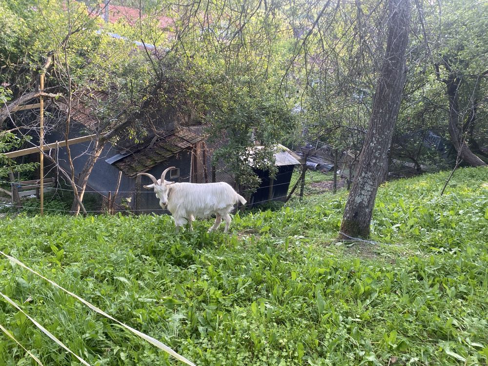 Capra de vanzare